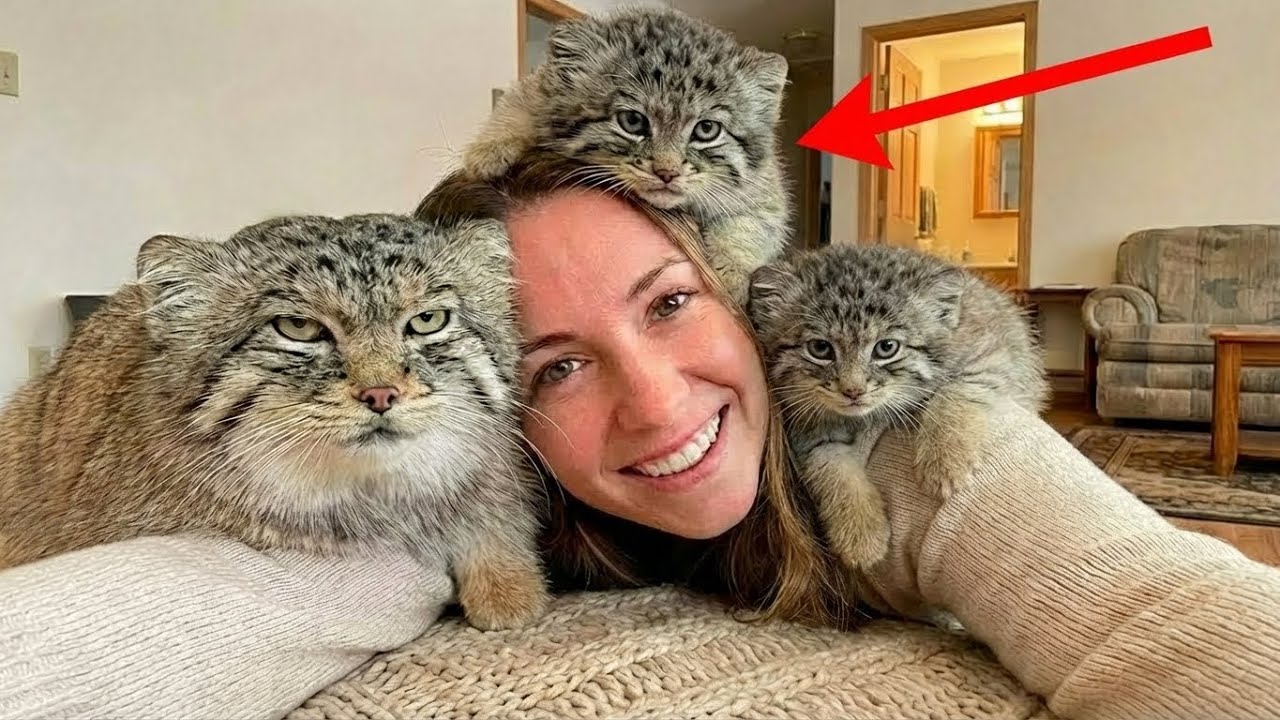 Saved ONE Frozen 'Kitten'... 1 Year Later I Have a WILD ARMY of Fluff!