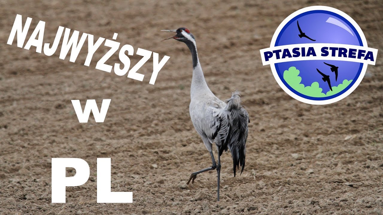 Najwyższy w Polsce