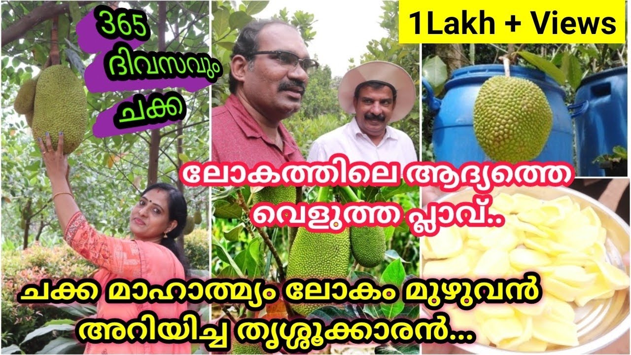 5 ഏക്കറിൽ പ്ലാവ്കളുടെ  വിസ്മയലോകം #Varghese Tharakan's Ayurjack Farm,Kurumal kunnu, Velur, Thrissur.