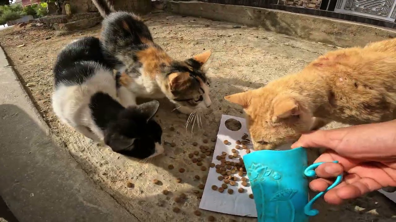 Three poor cats were sleeping on the streets, very hungry and in need of help.