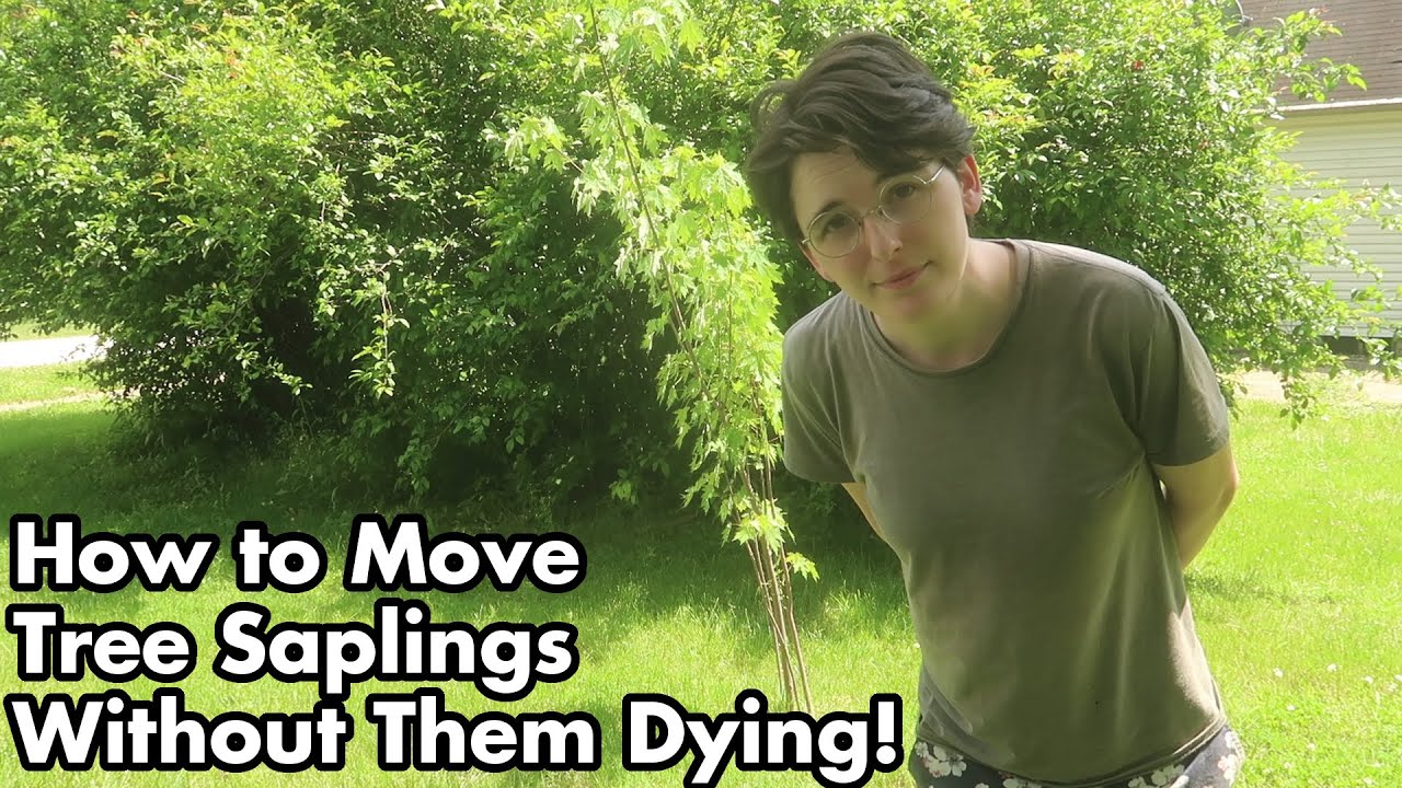 Tree Garden 05: How to transplant or move tree saplings without them dying! Without killing them!