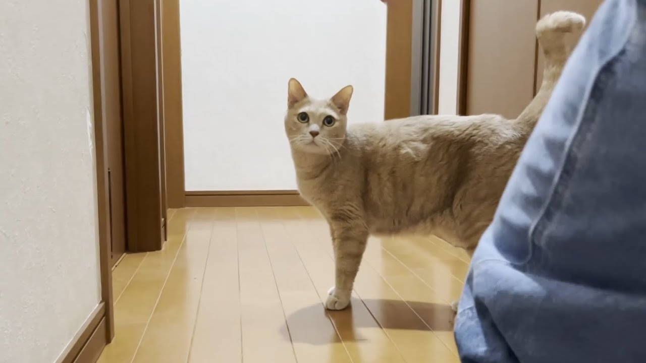 息子に追いかけられて嬉しそうに逃げる乙女な猫