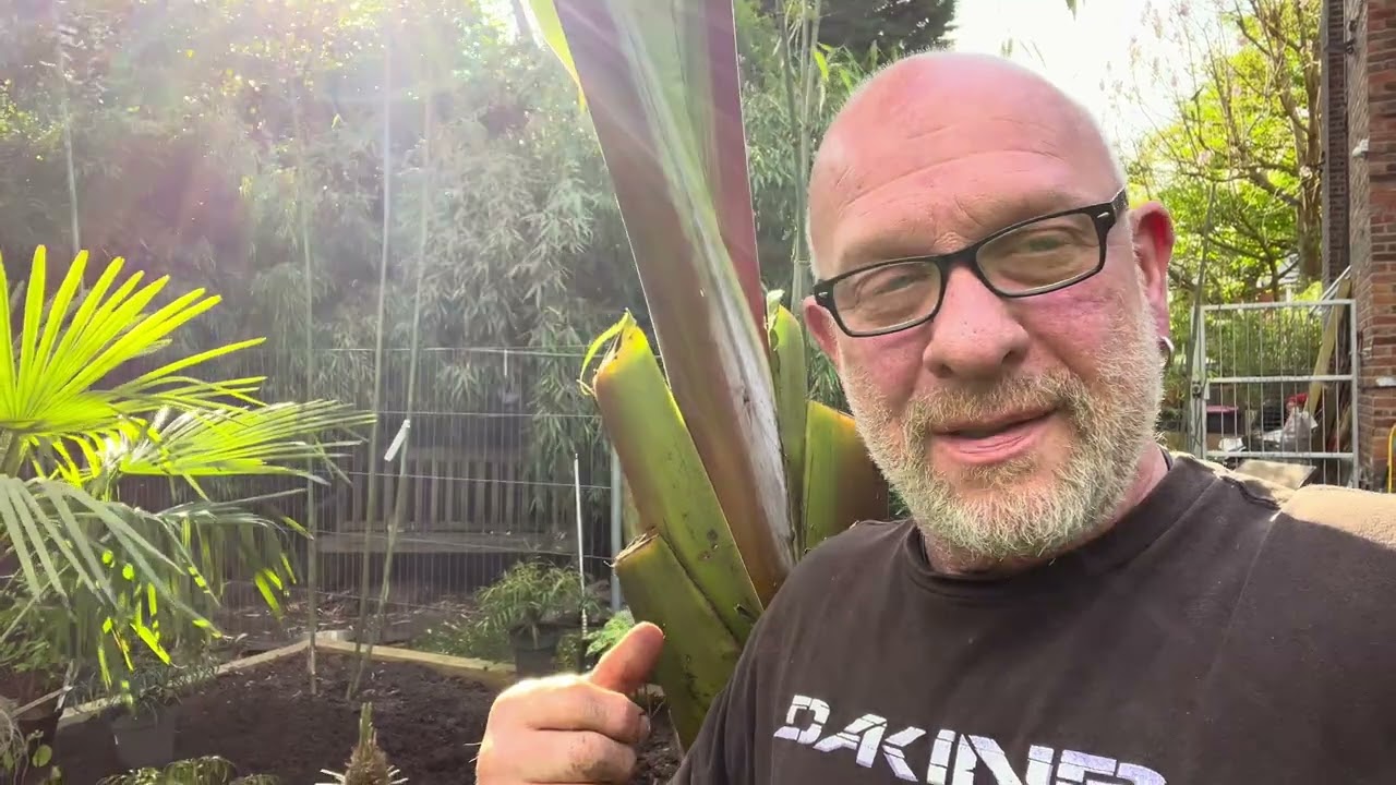 Planting a big Ensete ventricosum ‘Hiniba’