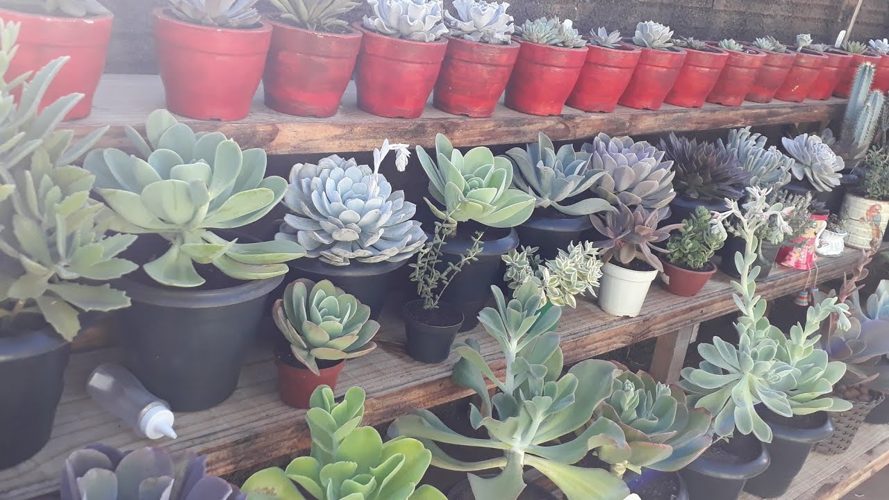 Bancada escada de suculentas organizada 💖💖💖 ameeii.