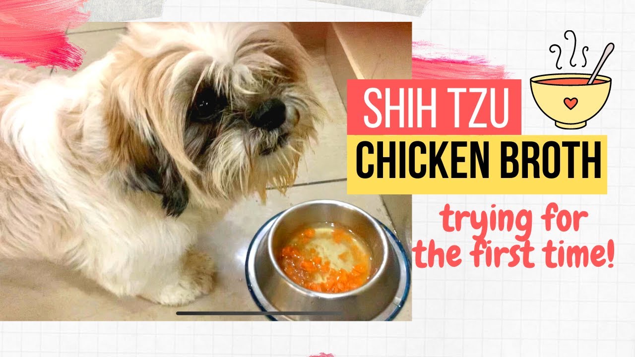 Basic Chicken/Mutton Broth Recipe | Siya’s Reaction | One Year Old Shih Tzu