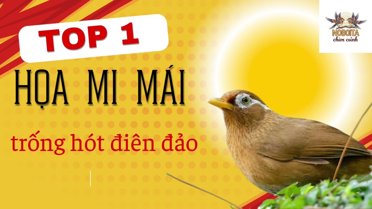 Hoạ mi mái kích trống số 1 việt nam 