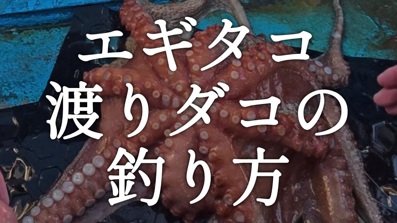 2025.11.24(祝) 大洗 藤富丸 渡りダコの釣り方