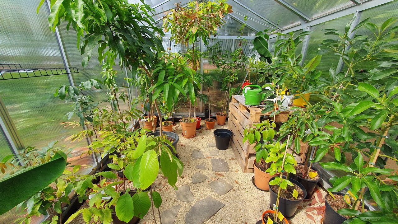 Gewächshausrundgang. Tropische und Exotische Pflanzen. Mango Papaya Banane und vieles mehr.