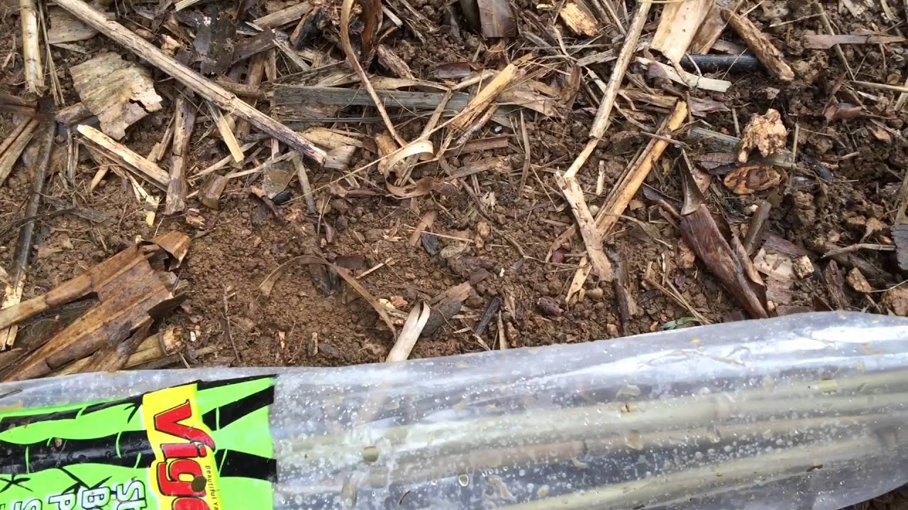 My little bamboo fence for my yard-long pole beans!!🌱🌻