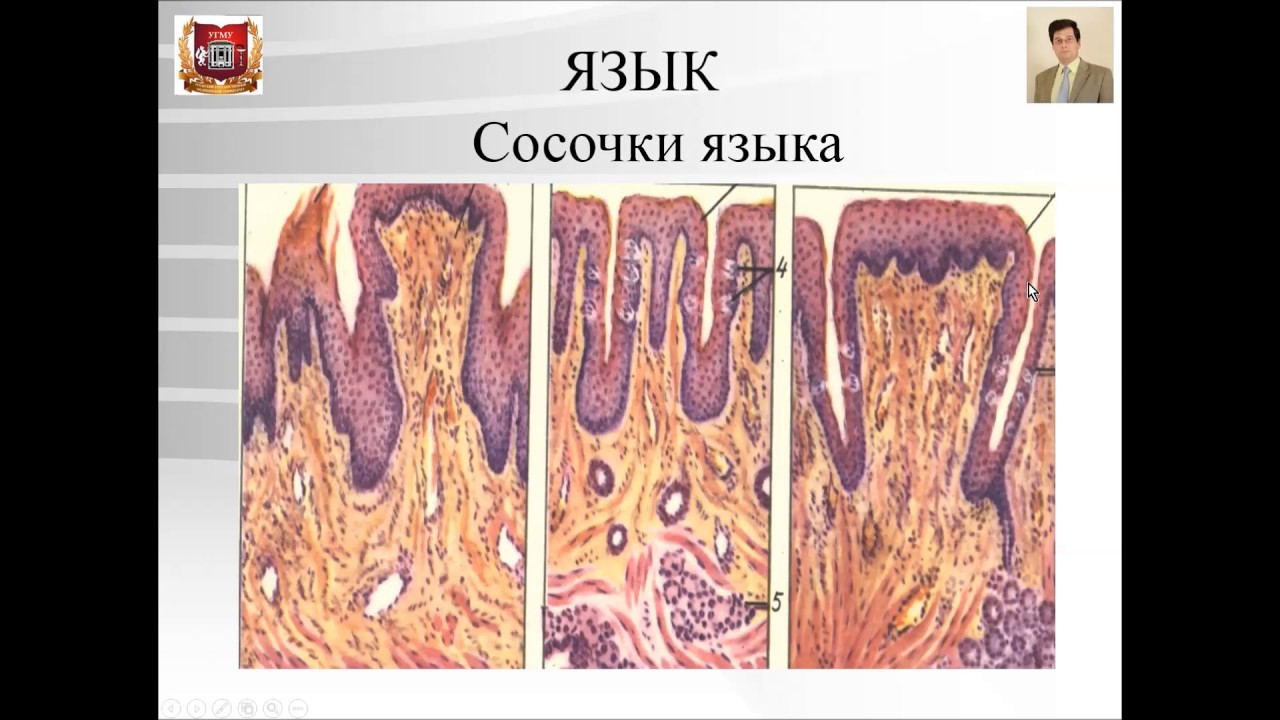 Лекция №19. Строение органов полости рта. Лекция по гистологии.