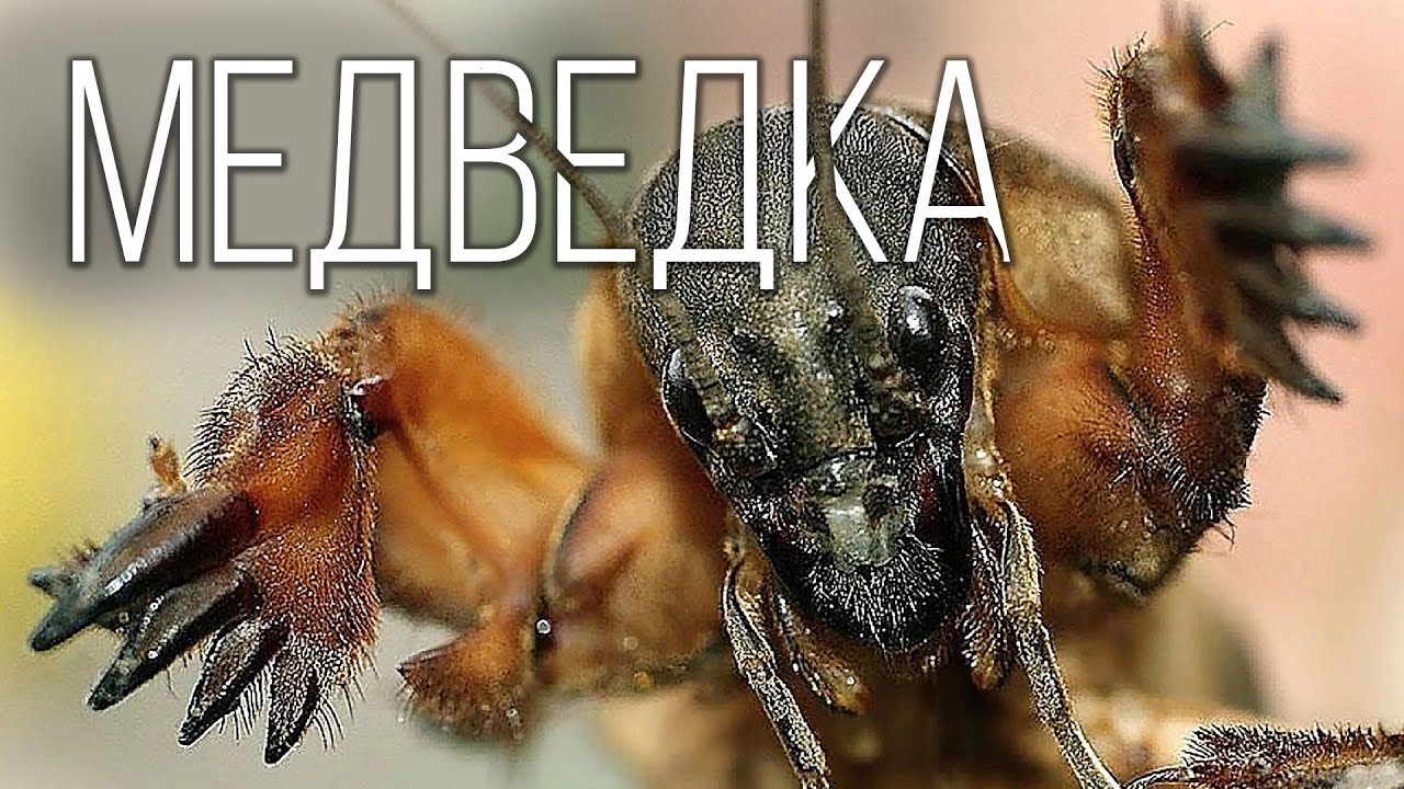 Медведка: Кошмар Фермеров и Монстр Среди Насекомых | Интересные факты про медведку