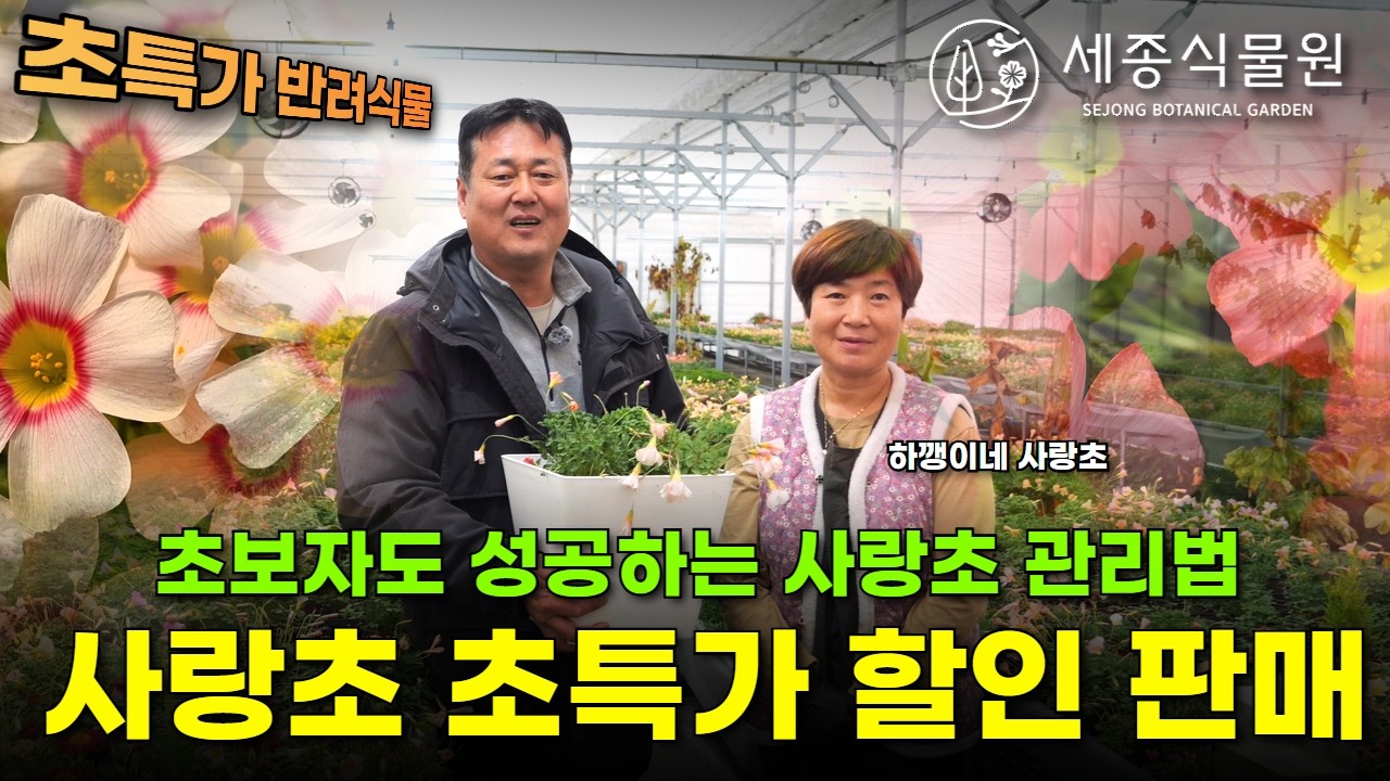 초보자도 성공하는 사랑초 관리법! 구독자를 위한 사랑초 초특가 할인 판매 #사랑초 #정원