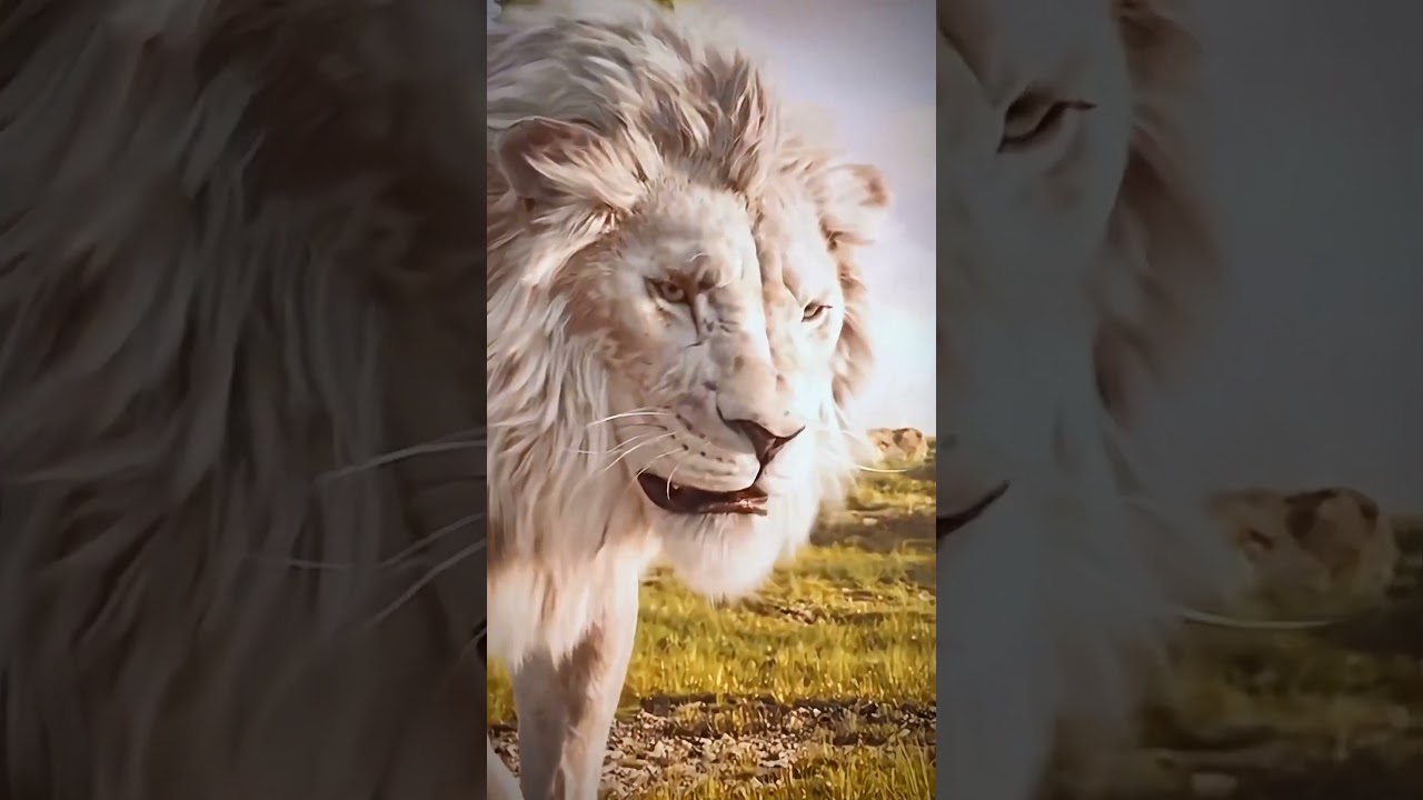 Why kiros is white lions || mufasa the lion King 🦁|| 