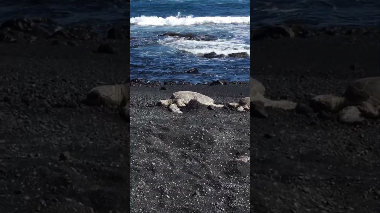 #honu #turtle #waves #ocean #sneakpeek