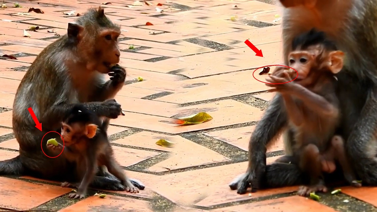 WOW......, today the little monkey happily went foraging with its mother.