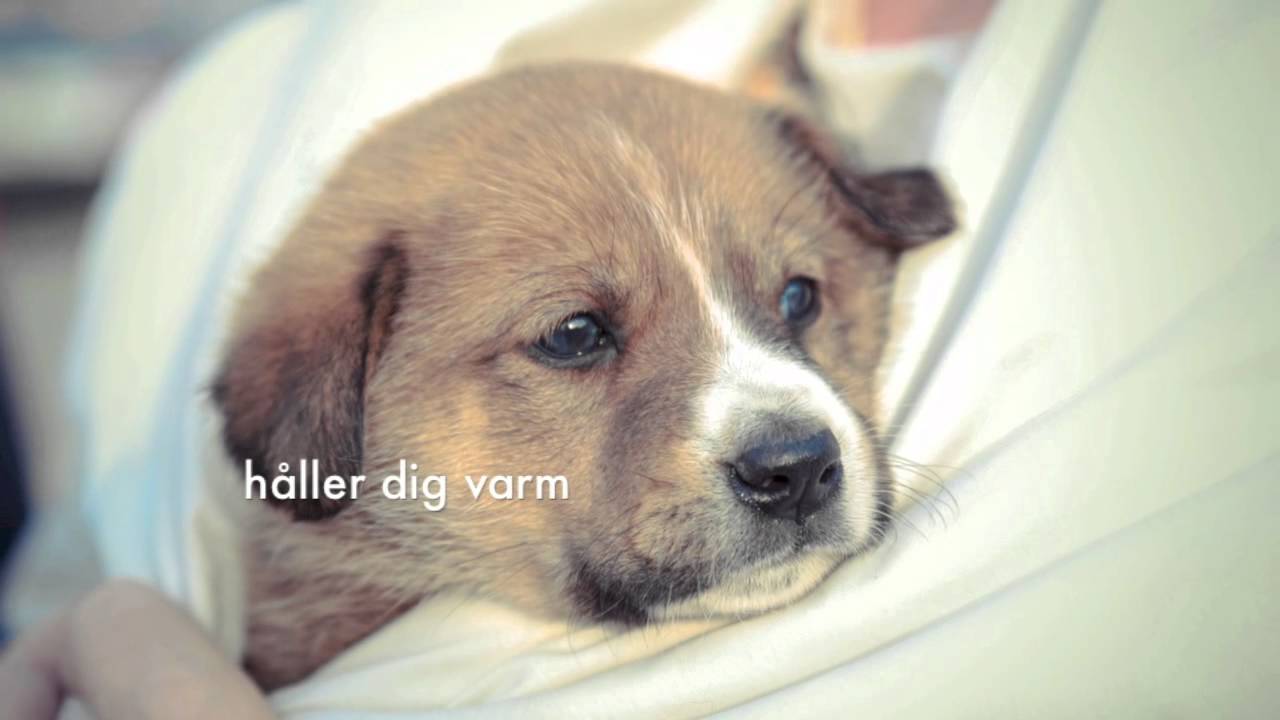 Gatuhund i Rum&auml;nien