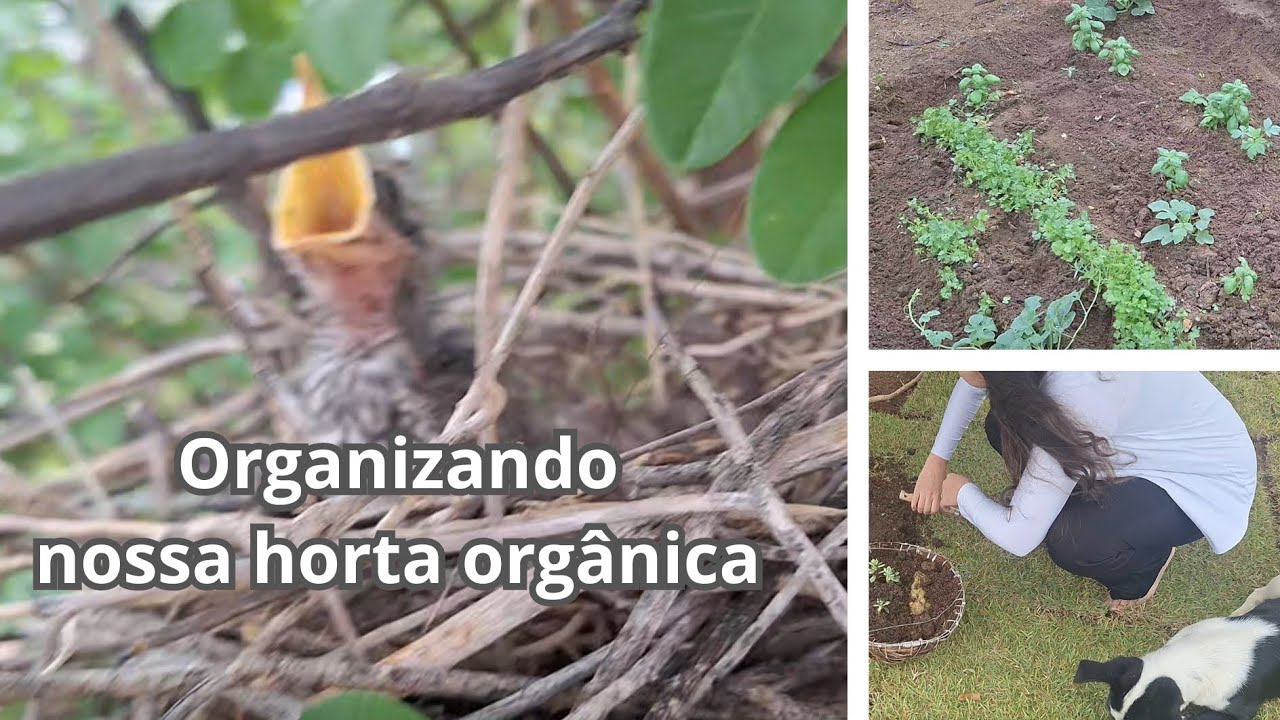 Organizando nossa horta orgânica depois da chuva no nosso Sítio 