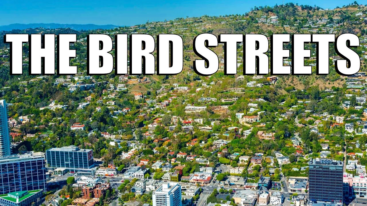 The Bird Streets of Hollywood Hills