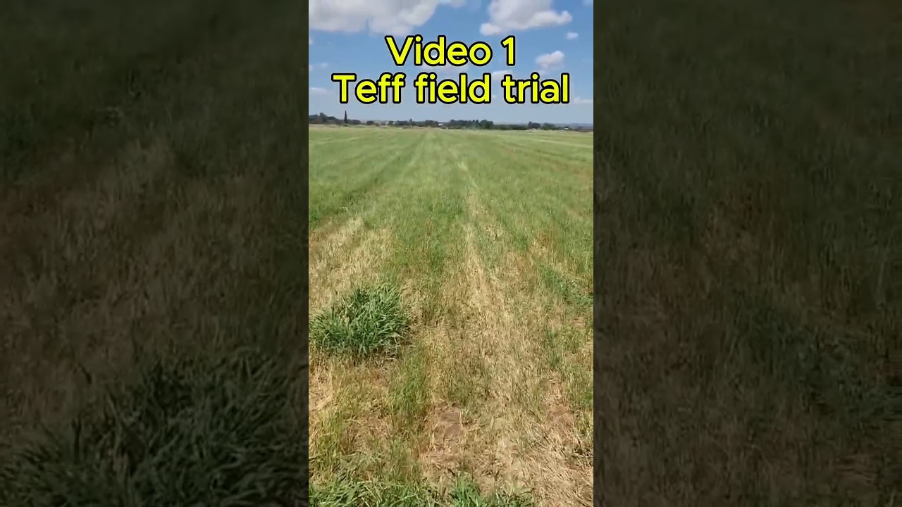 Unlocking Nature&rsquo;s Power: RAPHA-groW 100 % Organic Vermicast Liquid Boosts Teff Growth! Video 1