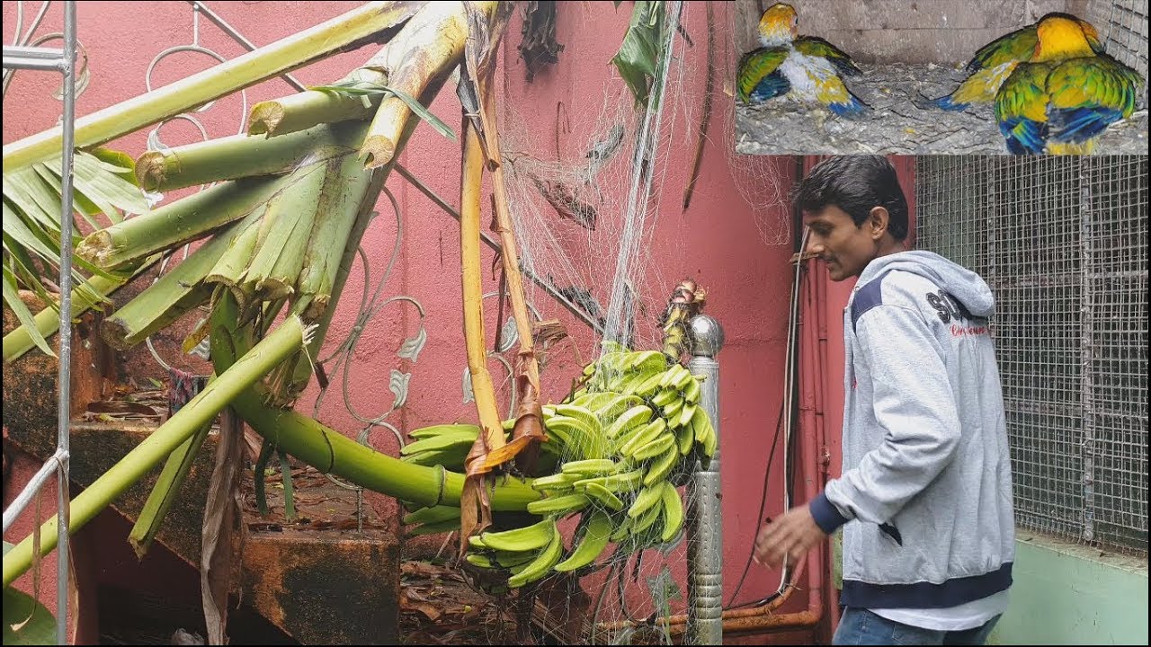 Severe Attack Of BulBul Storm Upon My Bird Aviary / Devastating Cyclone Uprooted Trees.