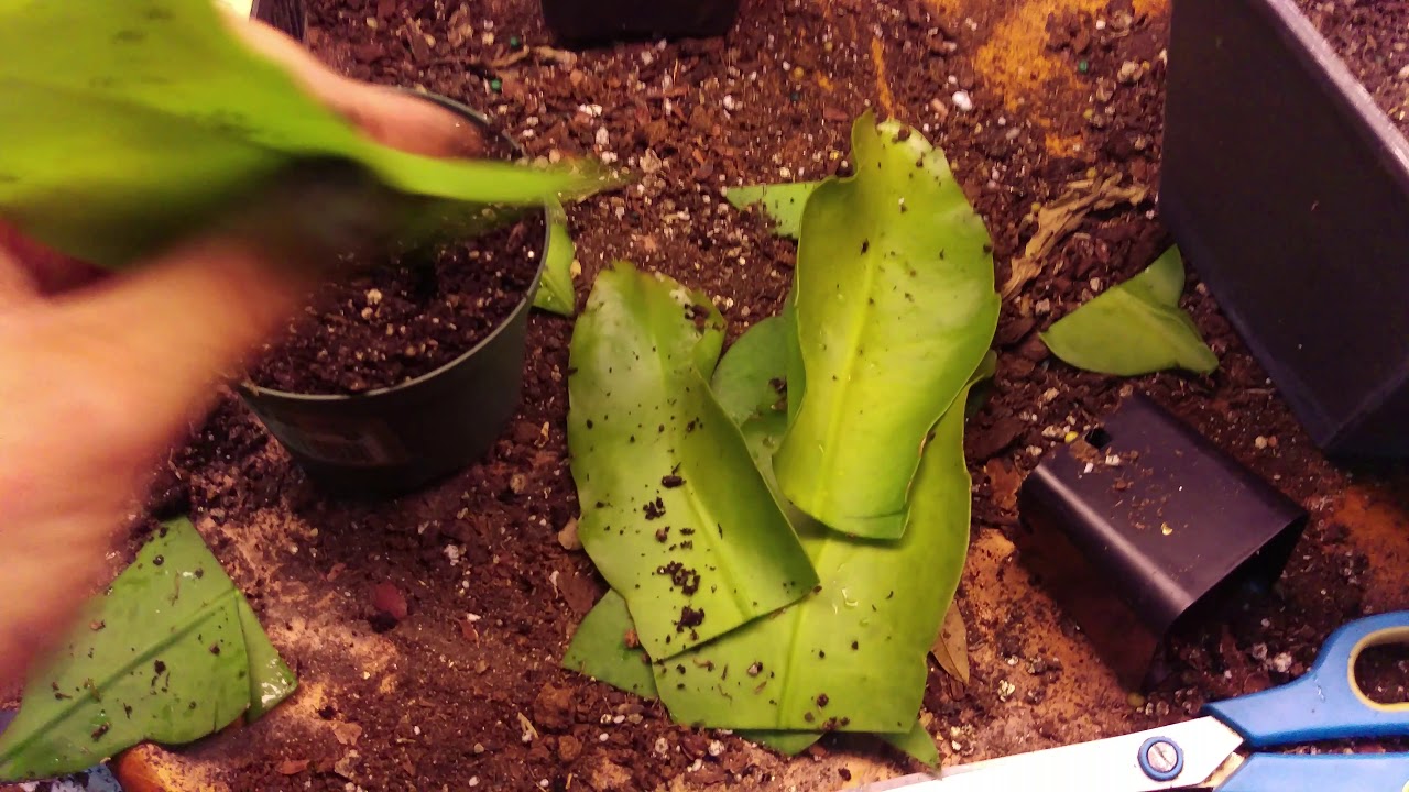 Epiphyllum Oxypetalum (queen of the night)