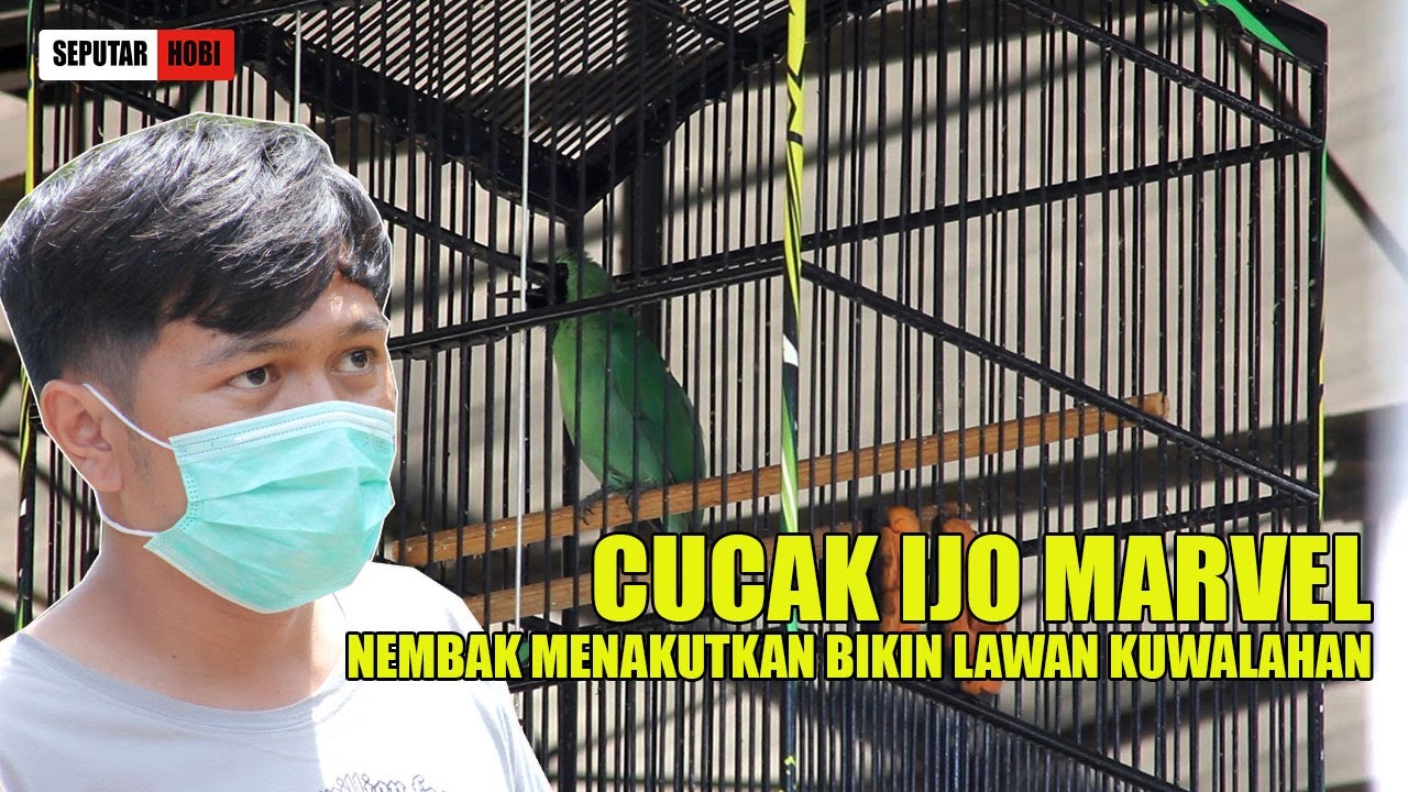 CUCAK IJO MARVEL NEMBAK MENAKUTKAN BIKIN LAWAN KUWALAHAN