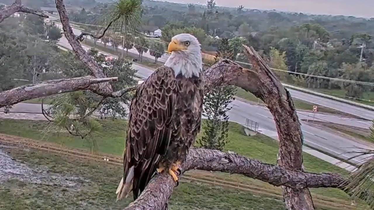 part29 E22よ 【SWFL Eagles】シングルファザー女難の日々 〜Southwest Florida Eagle Cam 鷲〜