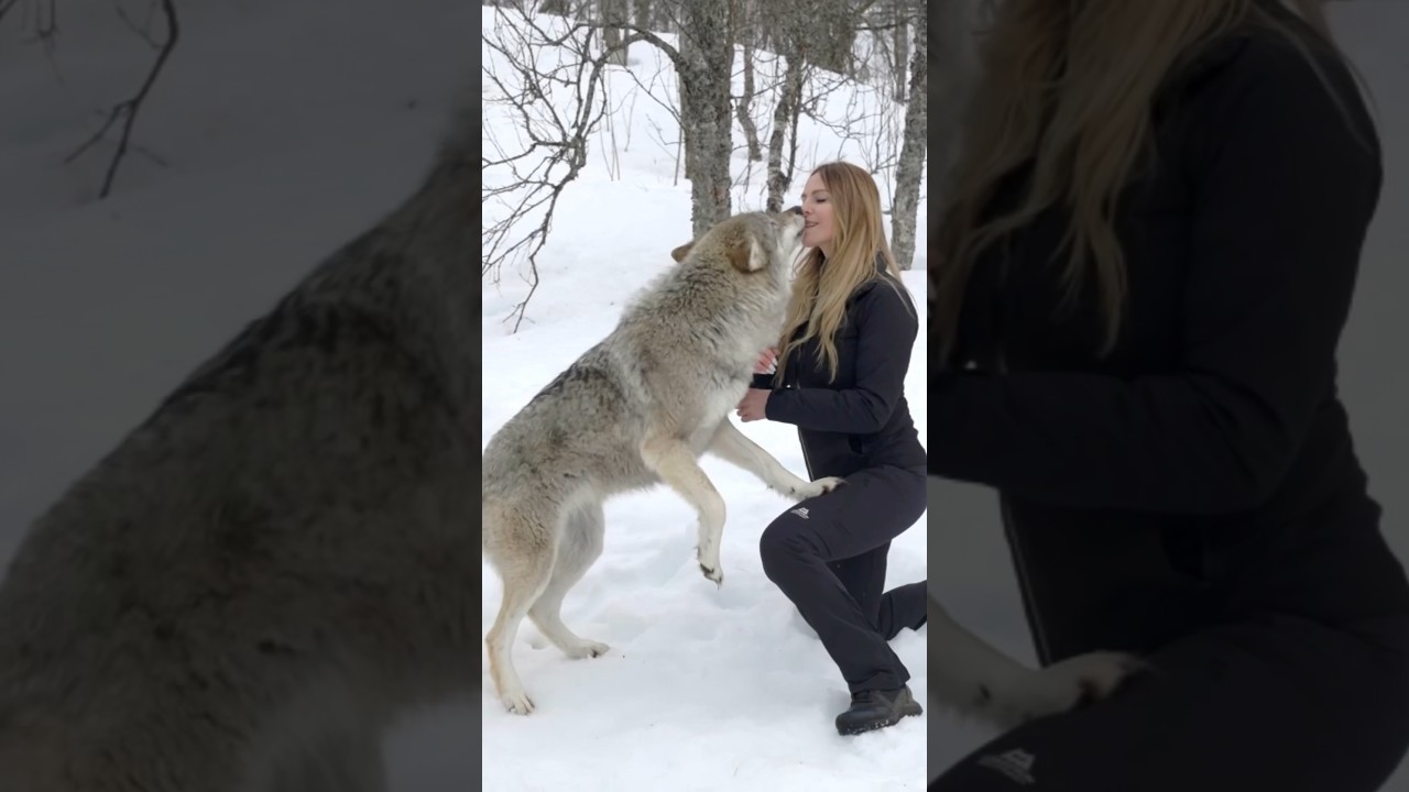 Wolves react to Woman after 4 years apart #wolf #wolves #wolfpack #reunion