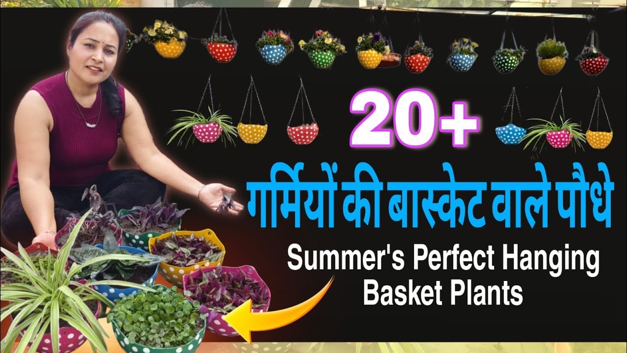 20+ गर्मियों की basket इन पौधों को अभी लगाकर पूरी गर्मियों में गार्डन हरा भरा रखें🌿 PlantsTips✅