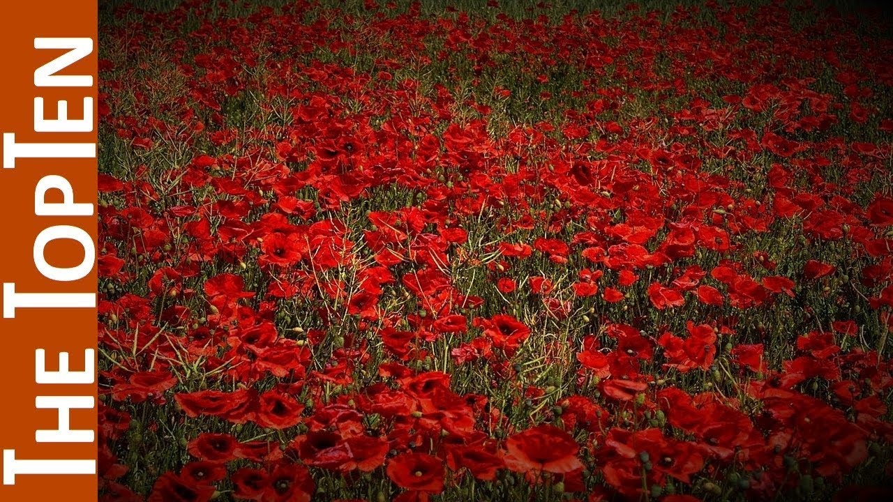 The Top Ten Most Beautiful Red Flowers