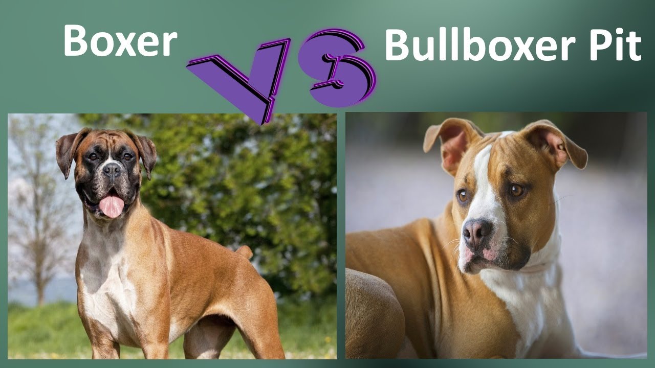 Boxer VS Bullboxer Pit - Breed Comparison - Bullboxer Pit and Boxer Differences