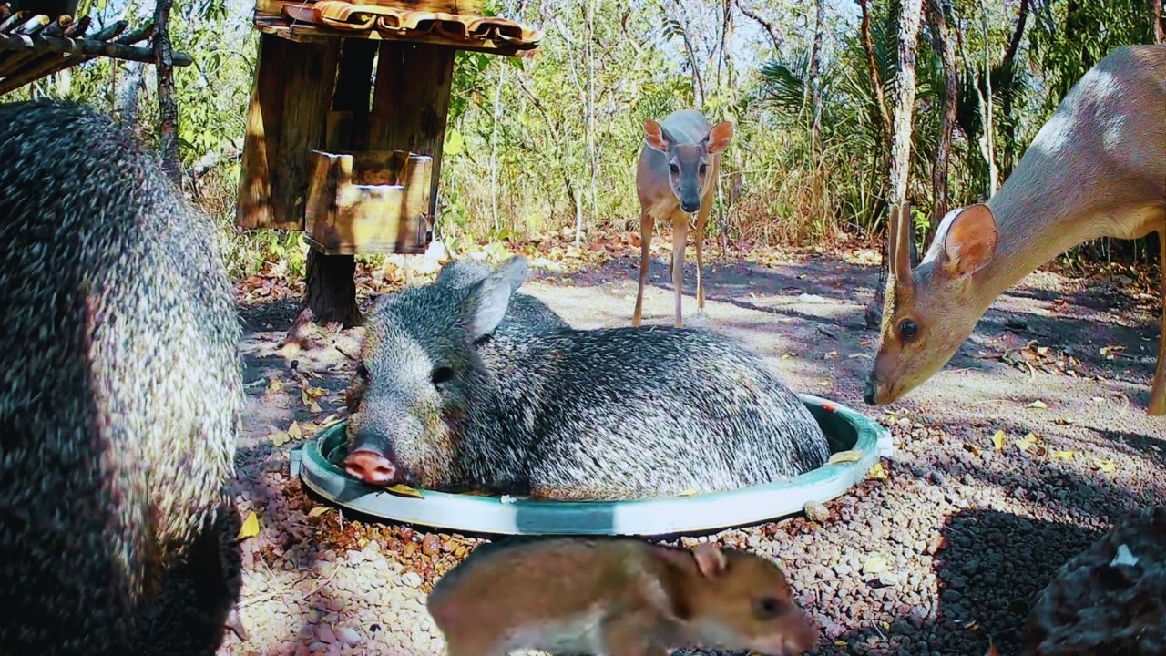 O bebedouro sempre nos surpreende. Vejam a quantidade de animais vieram!