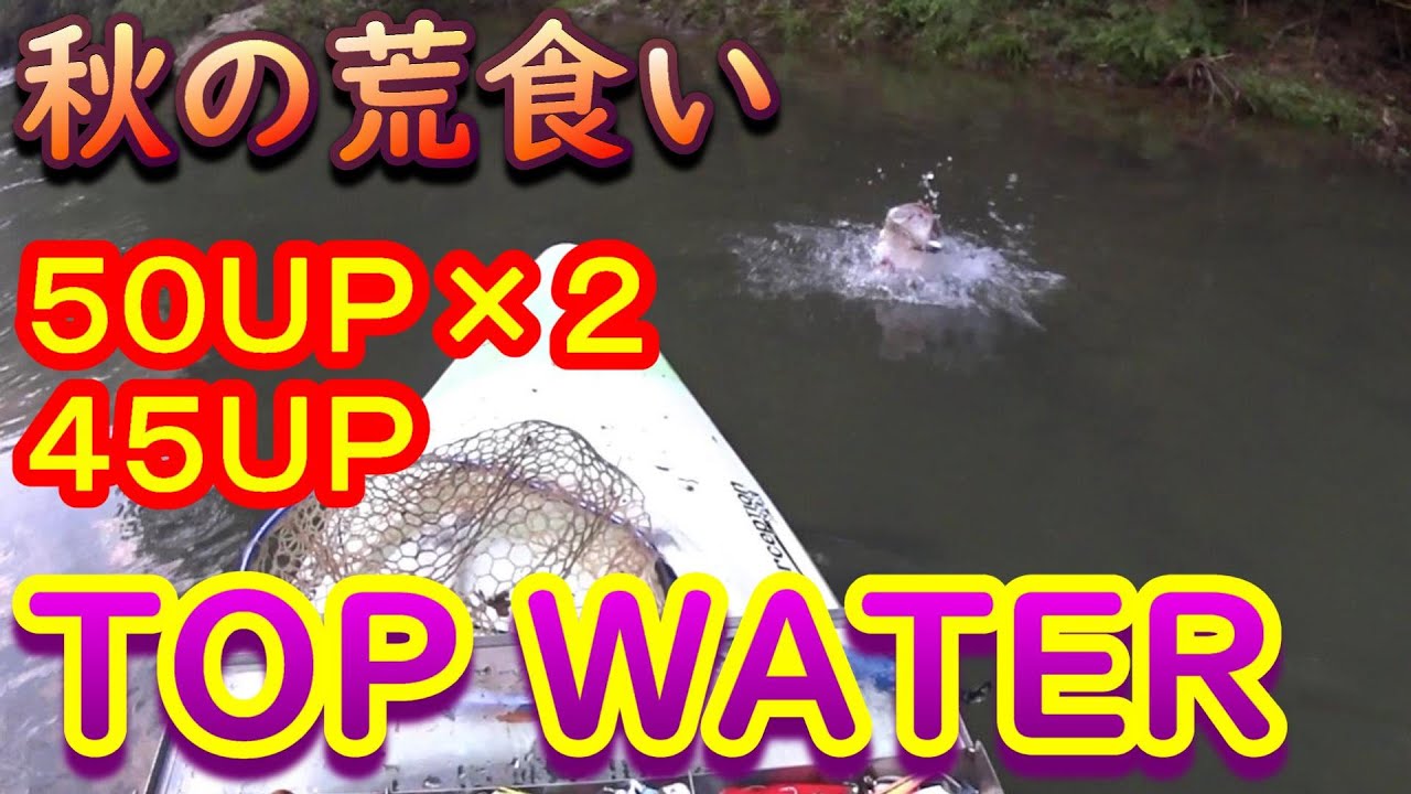 トップウォーターで秋の荒食い！デカバス連発！【バス釣り】