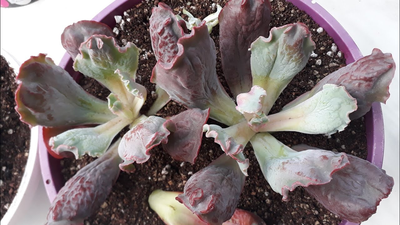 Sukulent koleksyonuma yeni dahil olanlar /Echeveria Linguas