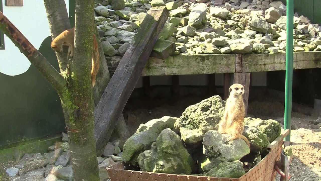 Dierenpark Zie-Zoo in Volkel  Music by Smartsound