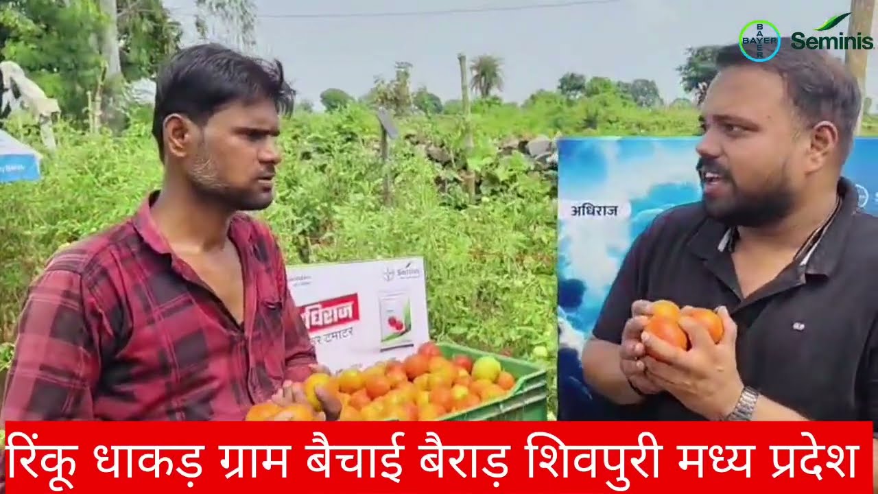 युवा किसान से सुनिए अधिराज टमाटर कि कहानी 