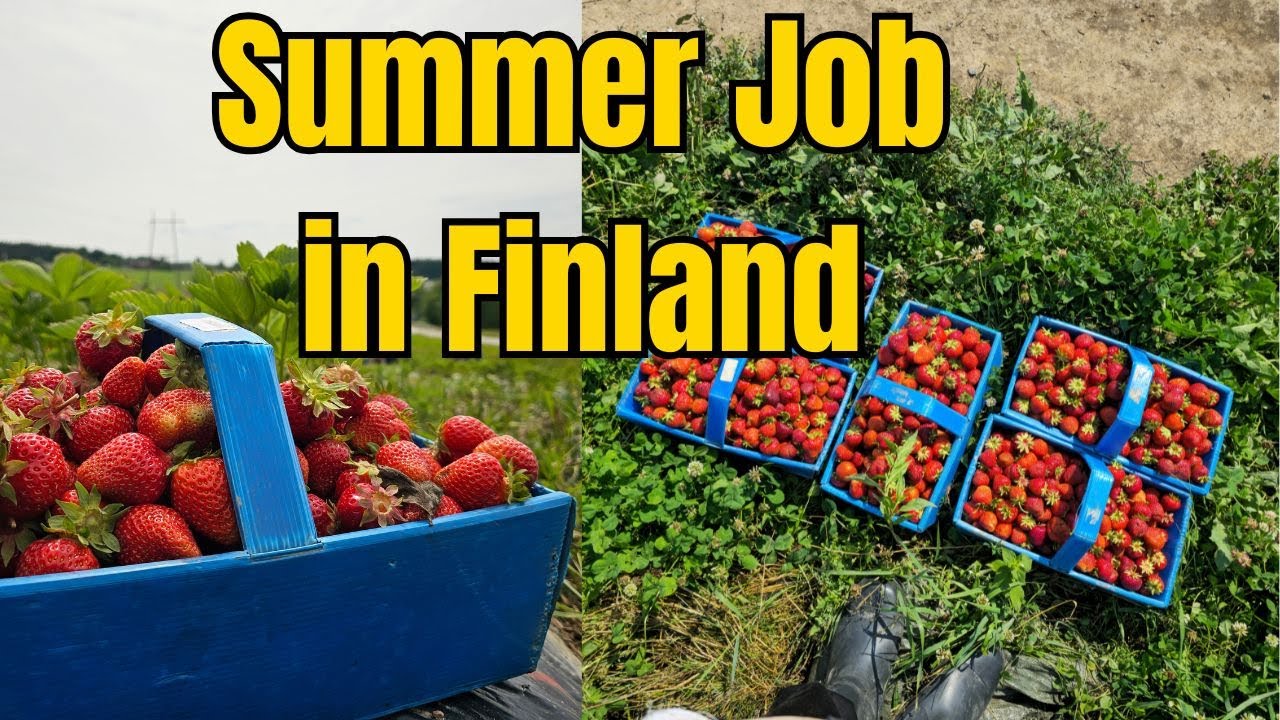 🌞 Summer Job in Finland | Strawberry Picking Experience 🍓#SummerJob #Finland #StrawberryPicking