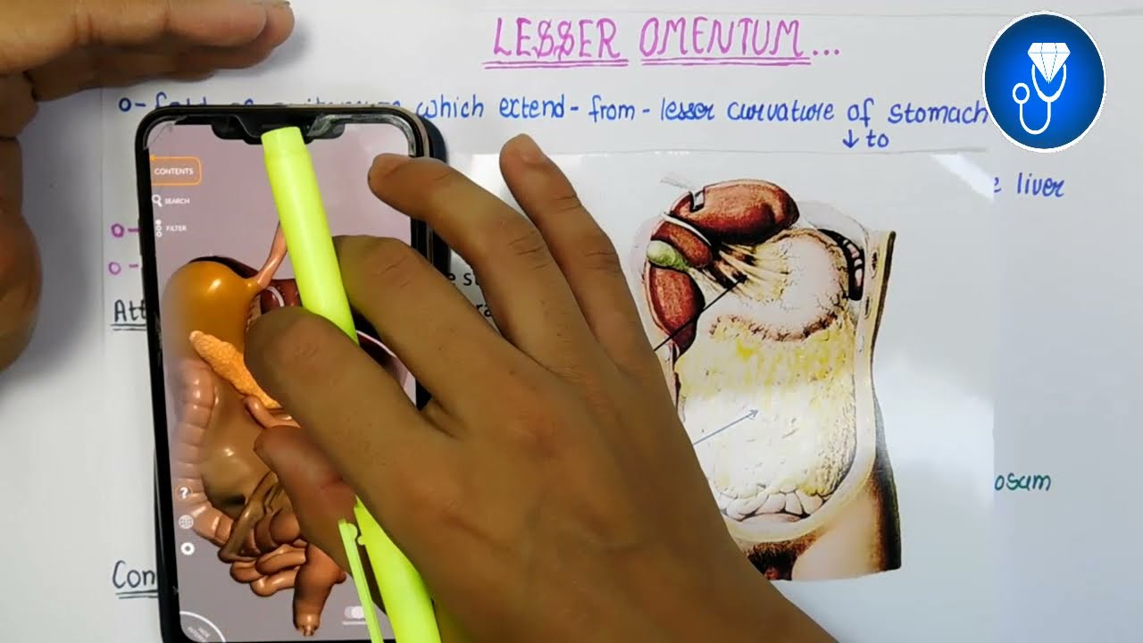 lesser omentum anatomy 3d | peritoneum anatomy | lesser sac anatomy