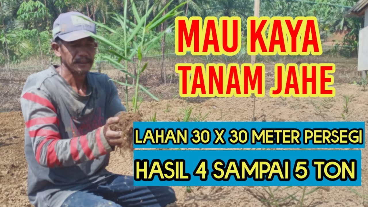Peluang sukses untuk para petani,tanam Jahe merah