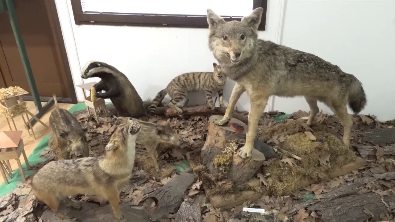 Šumarska škola Kraljevo