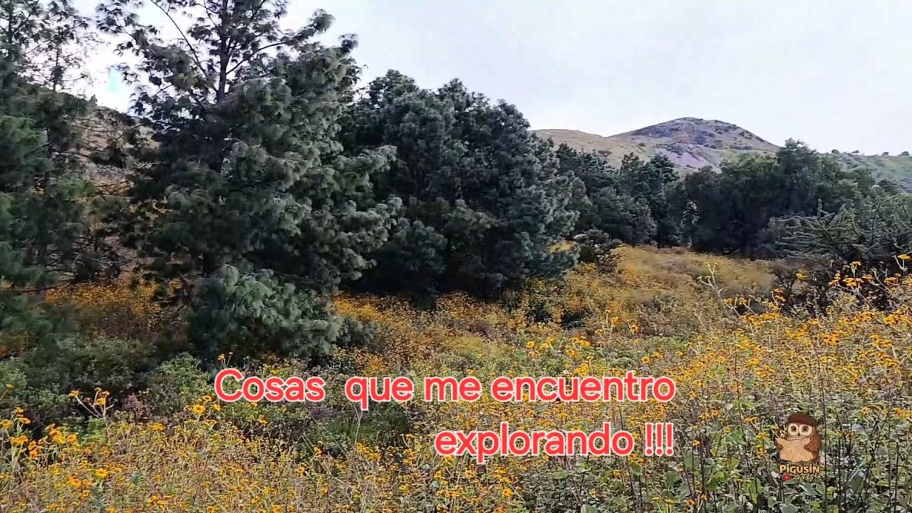 Cosas raras que se encuentran explorando