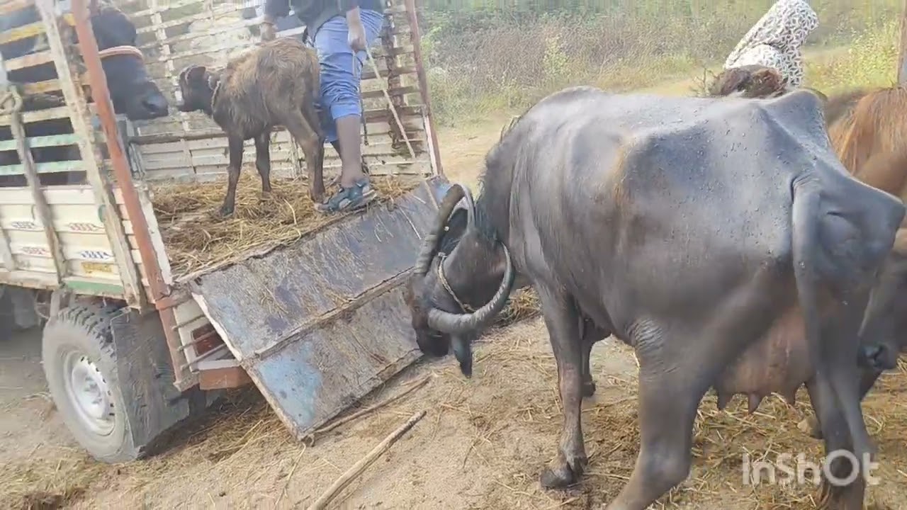 కోదాడ రైతు కీ ఇప్పిచ్చిన  3 గేదలు మీరు చూడండి 