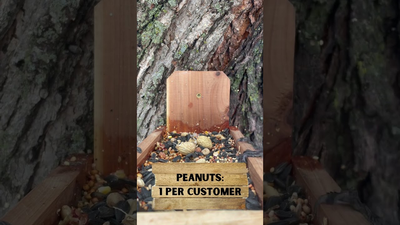 Blue Jays are so peanut greedy 😂 #birds #birdwatching #birdfeeding #peanuts #nature #outdoors