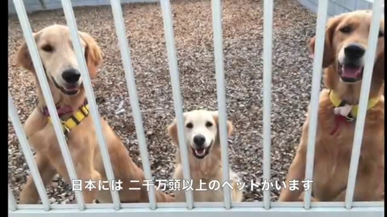【ペット里親会】ペット里親会 2015