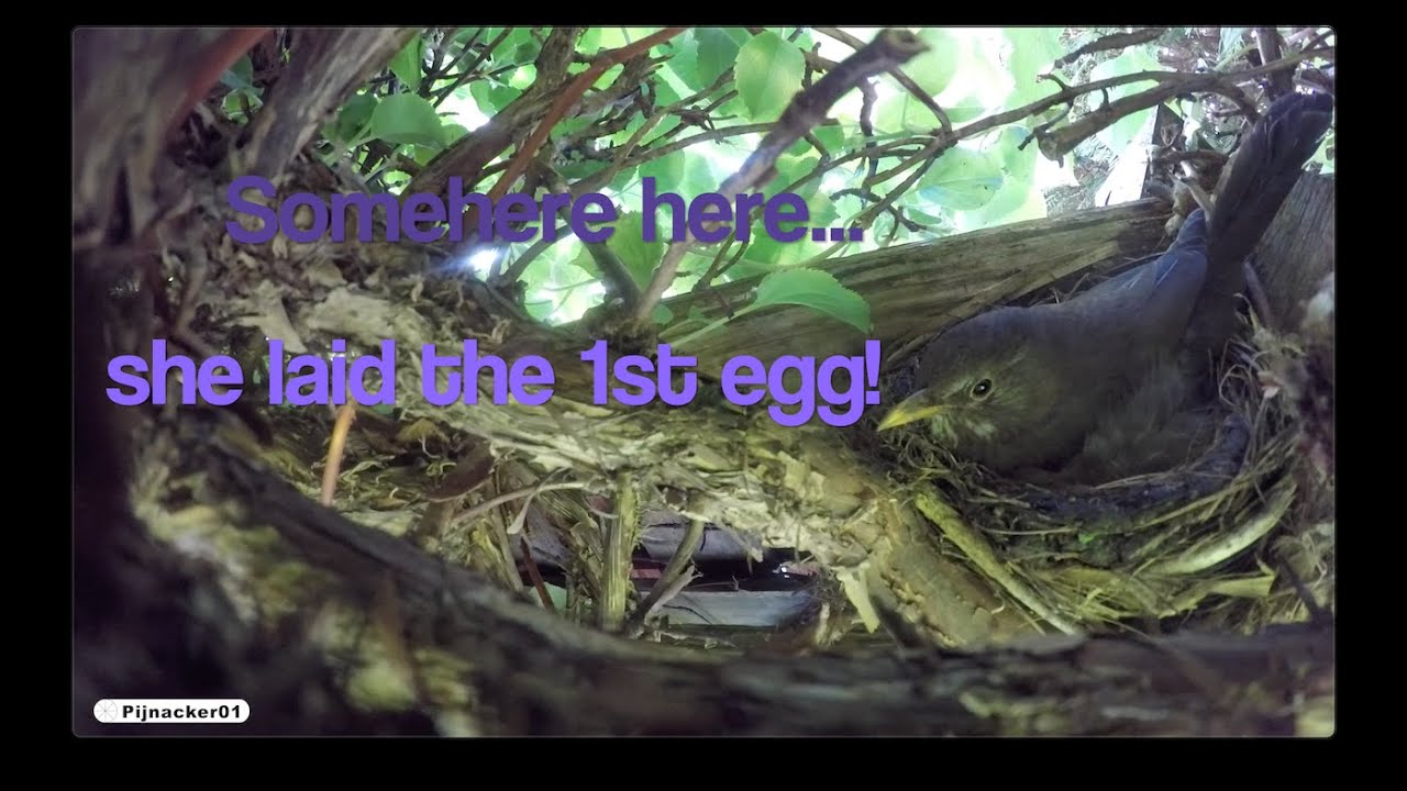 Blackbird Nest Building closeup - 2nd clutch in my garden!