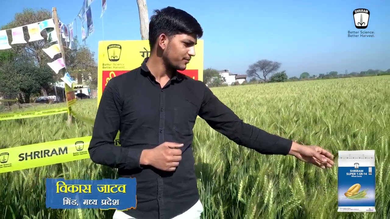 #shriram super 1-SR-14 #shriram #supar 1-SR-14 #khoagrosolution #shriramfarmsolution 