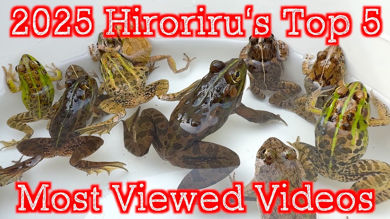[2025] Топ-5 самых просматриваемых видео hiroriru