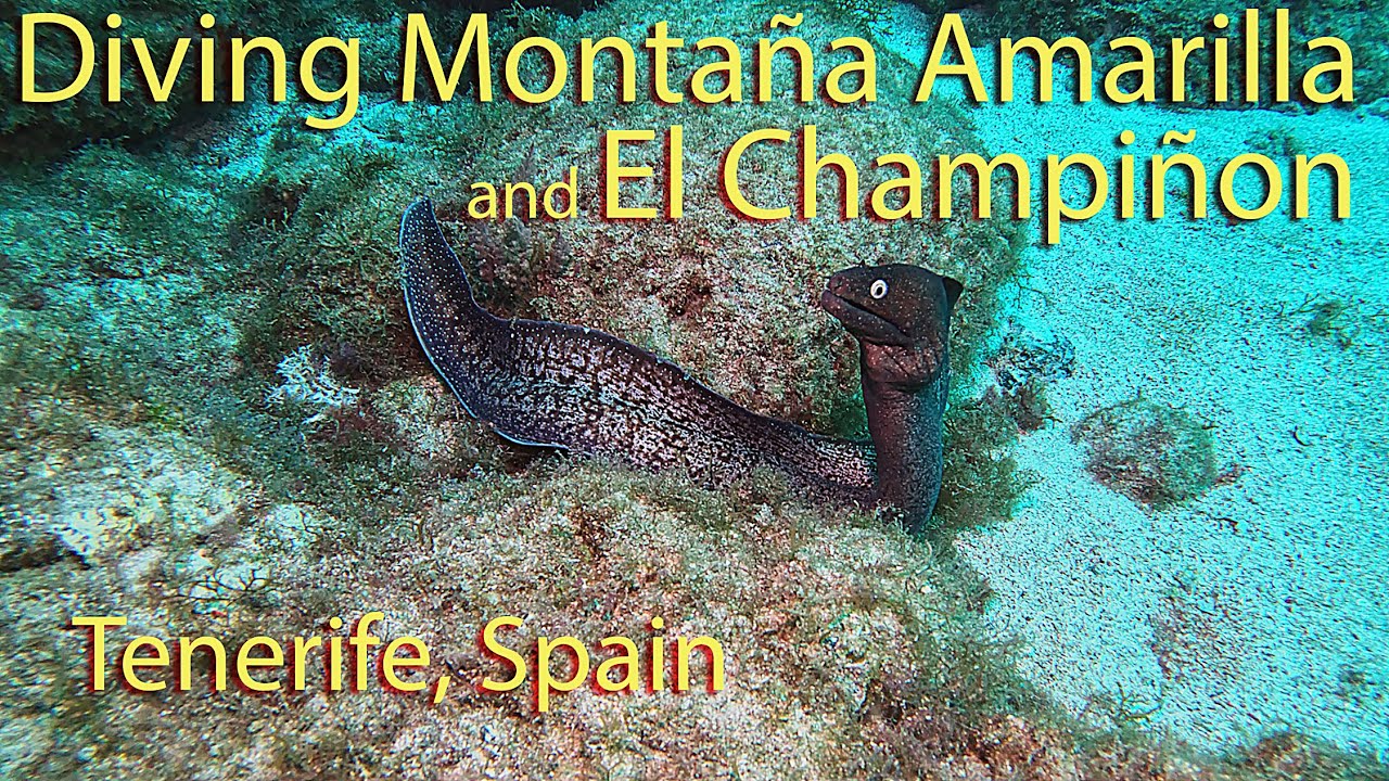Scuba diving El Champiñon and Montaña Amarilla in Tenerefe