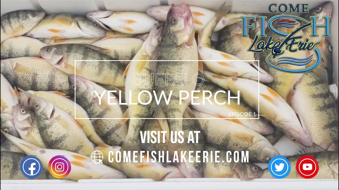 Episode 1 - Yellow Perch from Small Boat Harbor in Buffalo