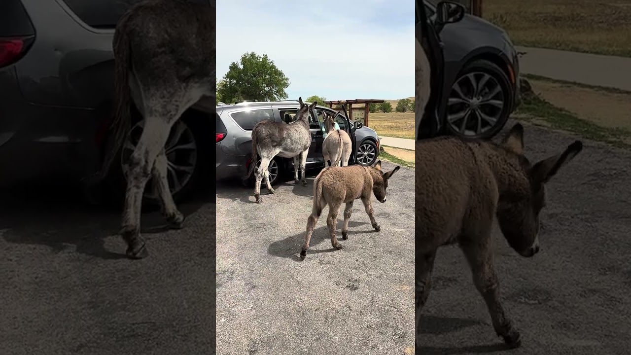 Begging Burros Like Carrots
